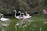 Flamants rose